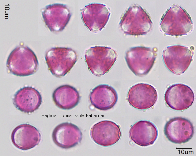 Pollen von Baptisia tinctoria