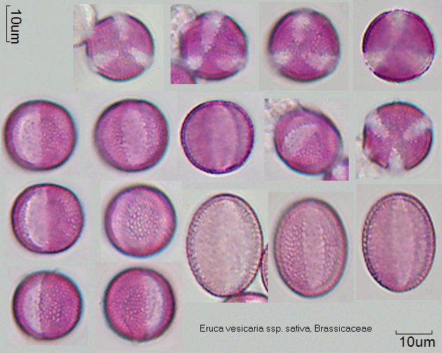 Pollen von Eruca vesicaria