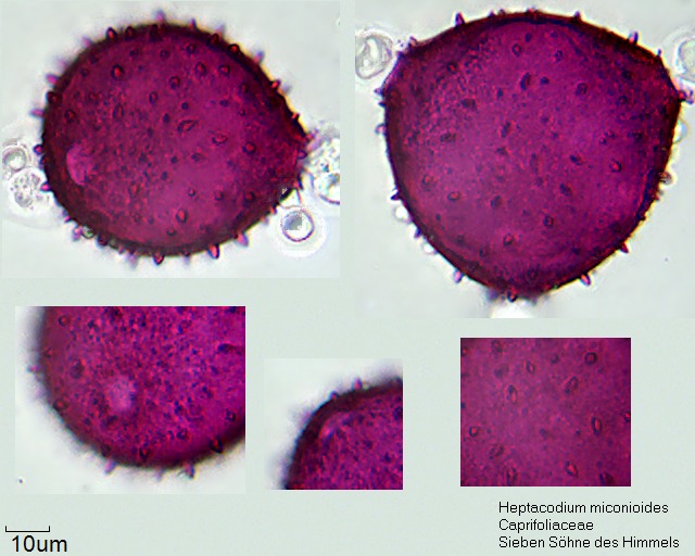 Pollen von Heptacodium miconioides