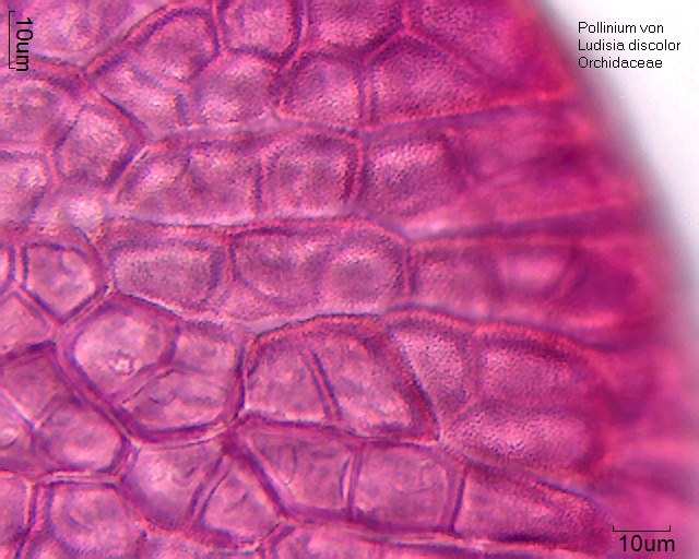 Pollinium mit in Tetraden angeordneten Pollenkörner von Ludisia discolor