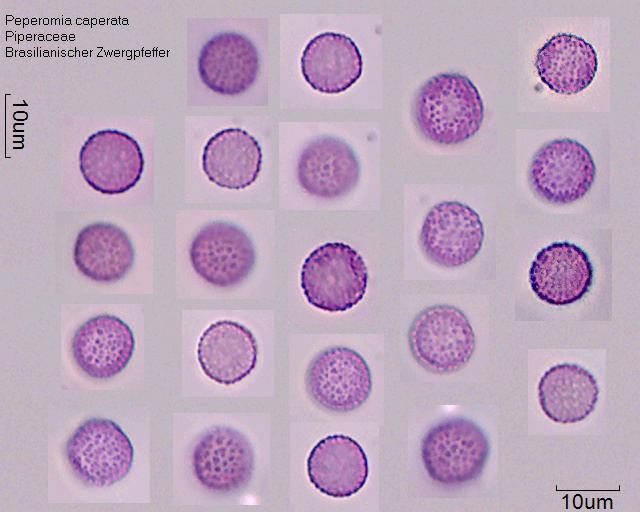 Pollen von Peperomia caperata