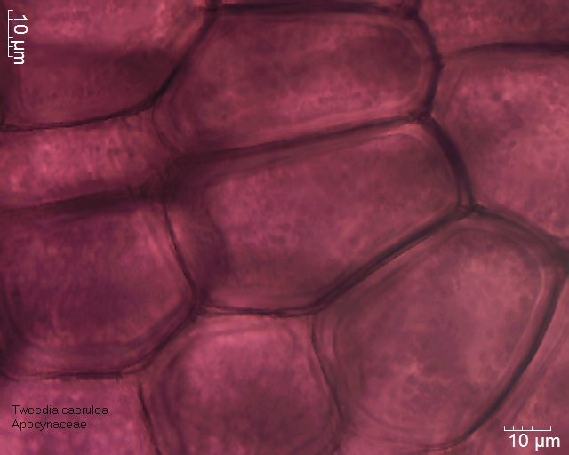 Zellen (Pollen) aus dem Pollinium von Tweedia caerulea
