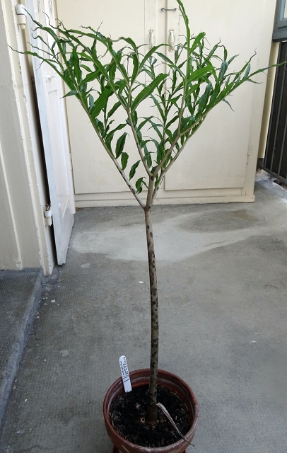 Einjährige Pflanze