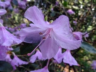 Datei:VRhododendron ciliatum x dauricum.JPG