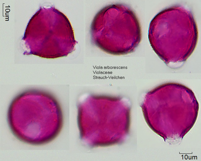 Pollen von Viola arborescens