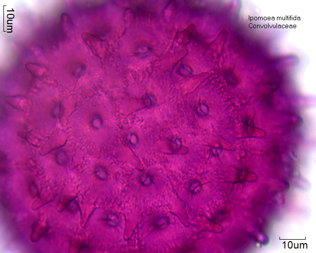 Pollen von Ipomoea multifida
