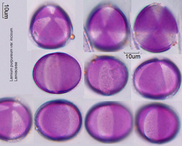 Pollen von Lamium purpureum var incisum