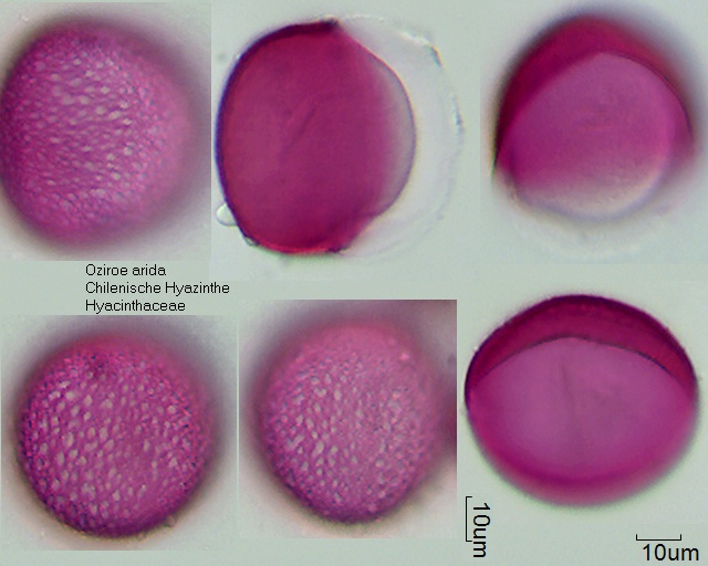 Pollen von Oziroe arida