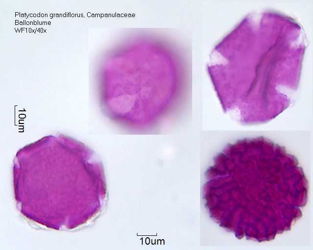 Datei:Platycodon grandiflorus (2).jpg