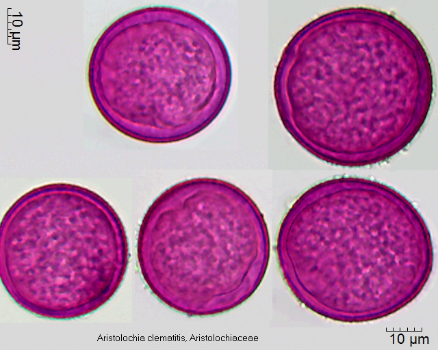 Pollen von Aristolochia clematitis