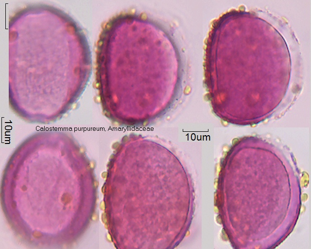 Pollen von Calostemma purpureum