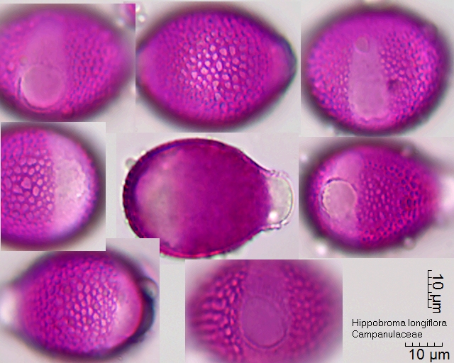 Pollen von Hippobroma longiflora
