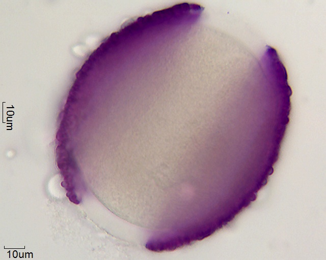 Pollen von Iris unguicularis
