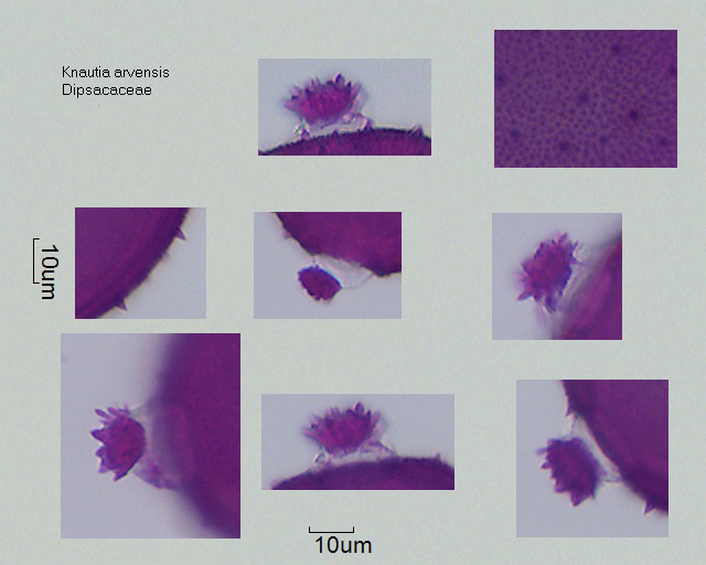 Pollen von Knautia arvensis