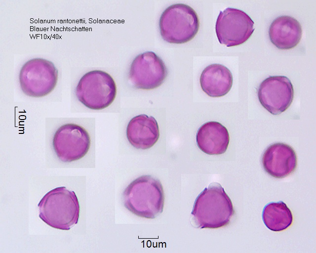 Pollen von Solanum rantonnetii