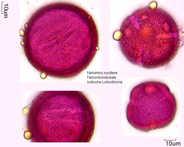 Pollen von Nelumbo nucifera, 7-096