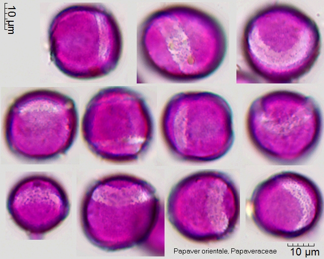 Pollen von Papaver orientale,pericolpat/syncolpat, 1-079