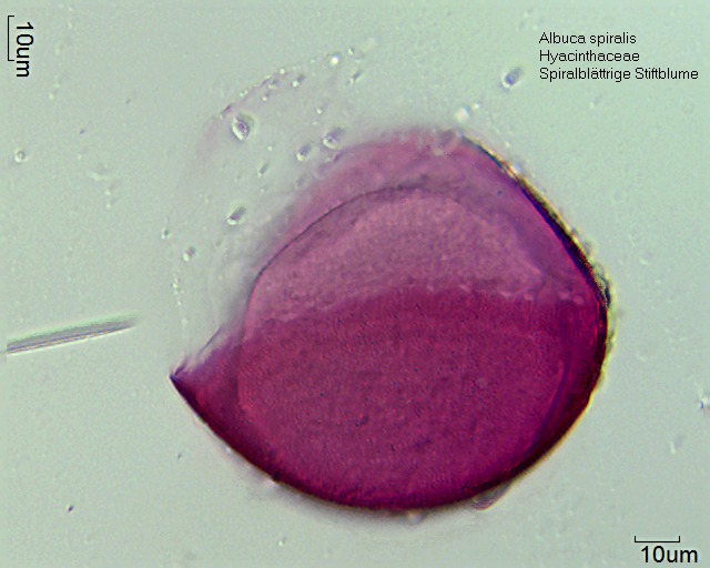 Pollen von Albuca spiralis