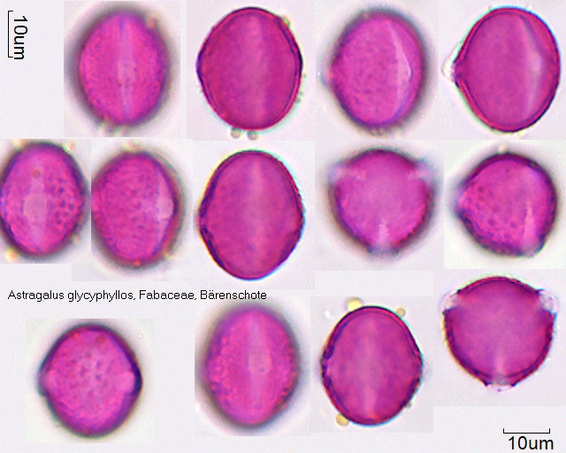 Pollen von Astragalus glycyphyllos