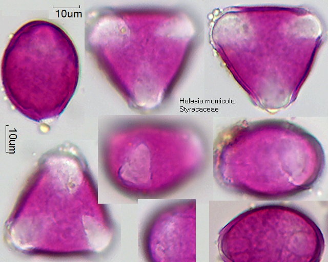 Pollen von Halesia monticola, 16-050