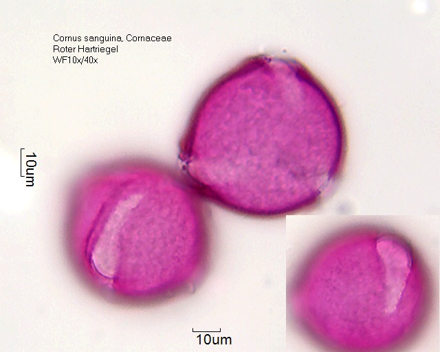 Cornus sanguinea (5).jpg