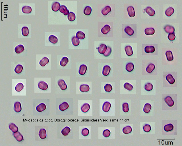 Datei:Myosotis asiatica.jpg