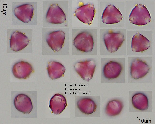 Pollen von Potentilla aurea