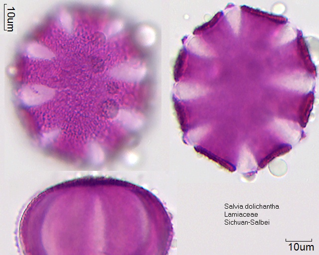 Datei:Salvia dolichantha (2).jpg