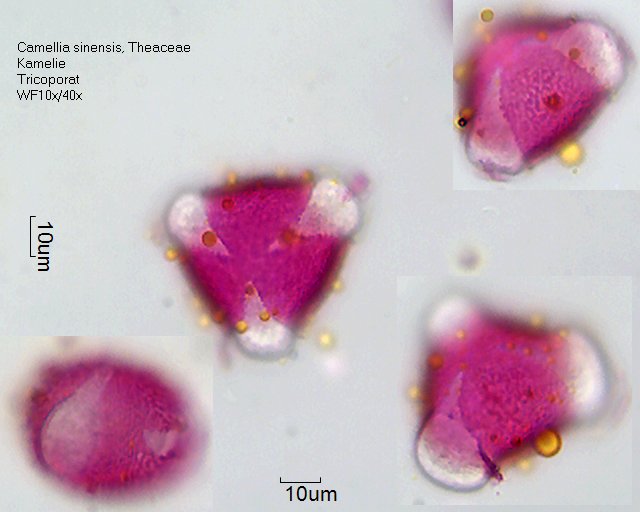 Pollen von Camellia sinensis