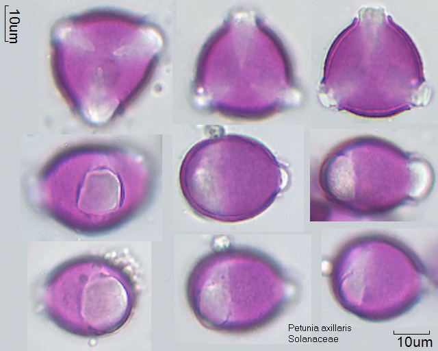 Pollen von Petunia axillaris