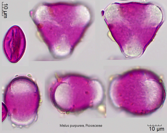 Pollen von Malus purpurea