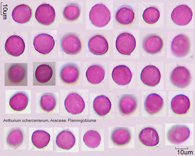 Pollen von Anthurium scherzerianum