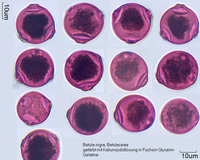 Pollen von Betula nigra, 22-035-1, gefärbt mit Kaliumjodid-Lösung und eingebettet in Fuchsin-Glycer-Gelatine