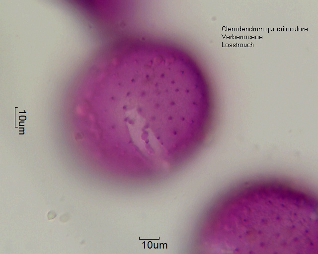 Clerodendrum quadriloculare (3).jpg
