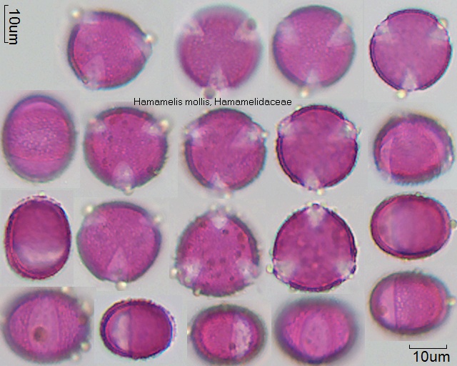 Pollen von Hamamelis mollis (2-032-1)