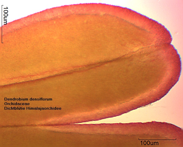 Pollinium von Dendrobium densiflorum