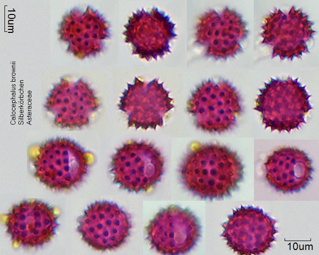 Pollen von Calocephalus brownii