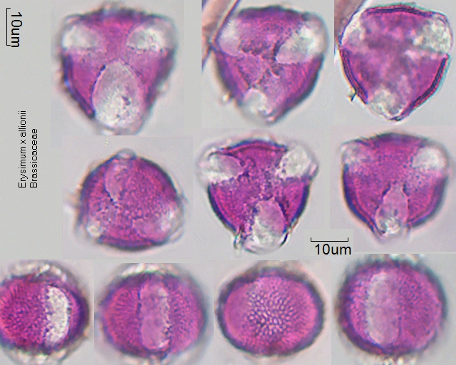 Pollen von Erysimum x allionii