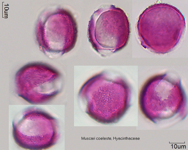 Pollen von Muscari coeleste