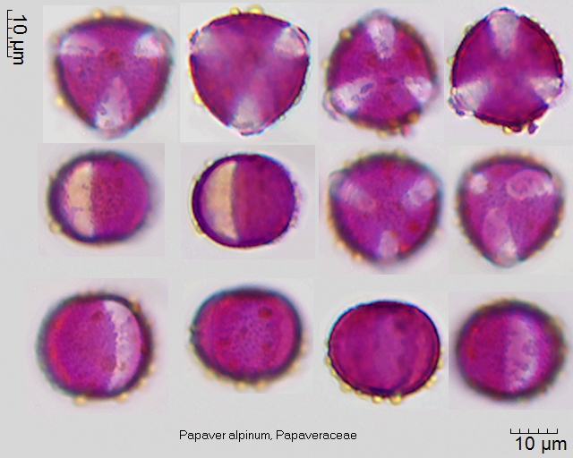 Pollen von Papaver alpinum