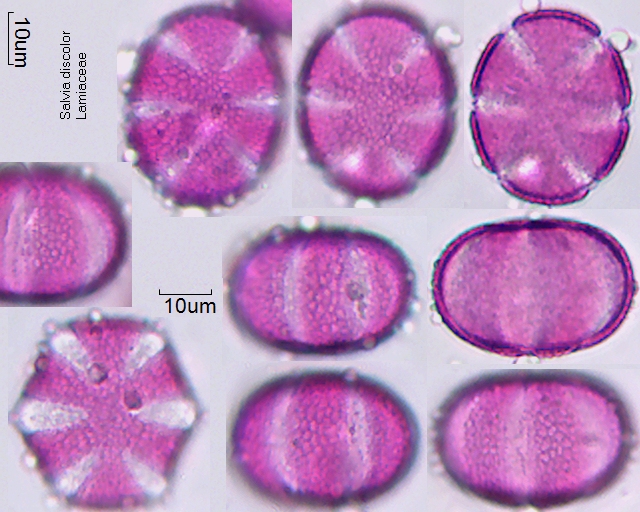 Pollen von Salvia discolor