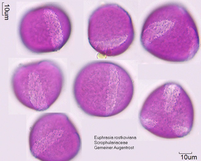 Pollen von Euphrasia rostkoviana