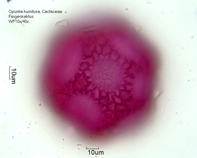 Pollen von Opuntia humifusa
