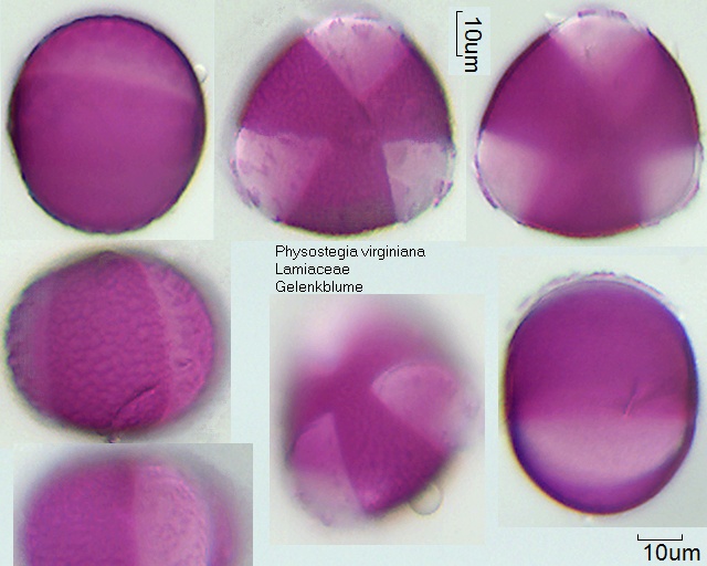 Pollen von Physostegia virginiana