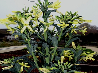 Datei:VBrassica oleracea var. palmifolia.JPG