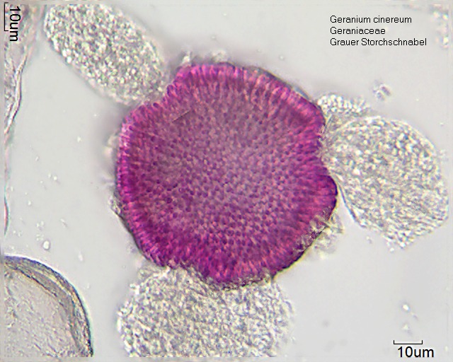 Geranium cinereum (2).jpg