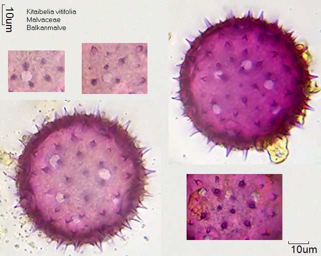 Pollen von Kitaibelia vitifolia
