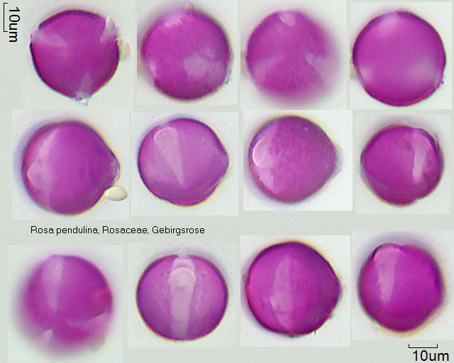 Pollen von Rosa pendulina