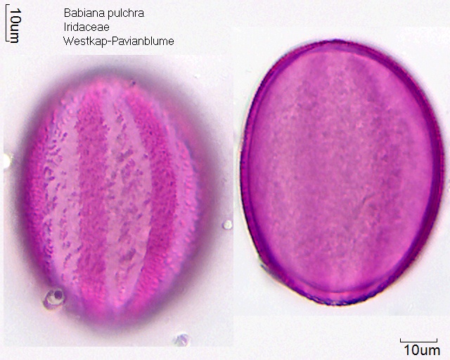 Pollen Babiana pulchra