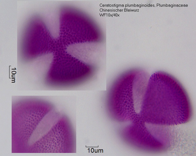 Pollen von Ceratostigma plumbaginoides